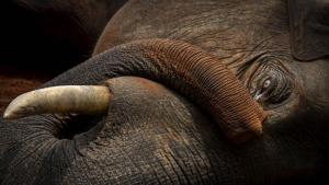 Слон бе ударен от скоростен влак в Индия Инцидентът е