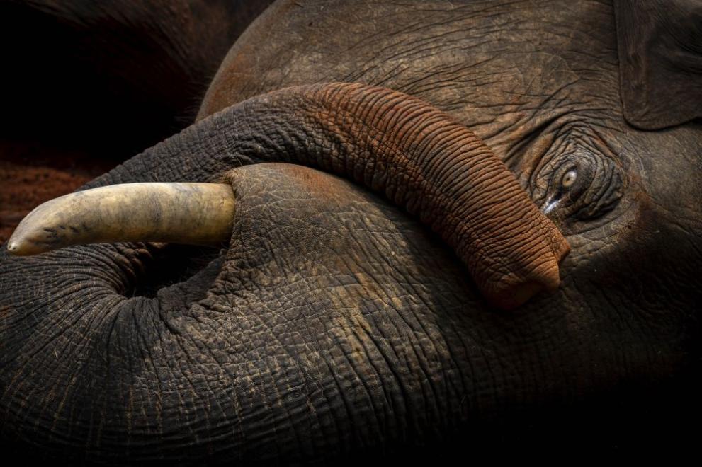 Слон бе ударен от скоростен влак в Индия. Инцидентът е