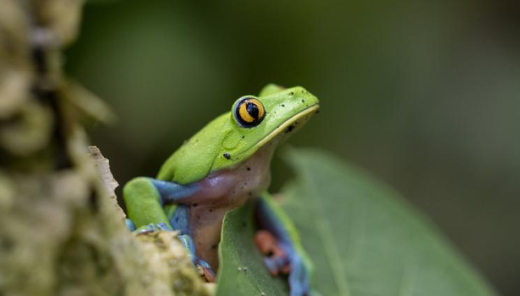 жаба - БОНУС ПРОТЕИНИ: Жена пропищя, намерила жива жаба в опаковка със спанак