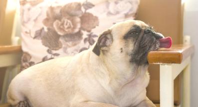 куче лоша миризма