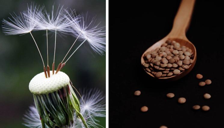 глухарче леща - ВЕЩИ В ЗАНАЯТА: Глухарче и босилек ни пазят от изневери