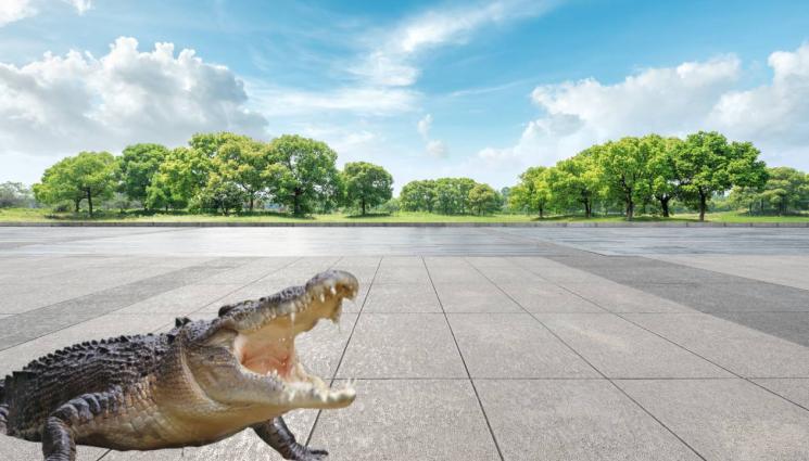 крокодил - СЪЩИНСКИ ХОРЪР: Стотици крокодили плъзнаха по улиците! (ВИДЕО)