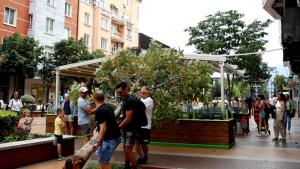 Дърво падна върху навеса на едно от столичните заведения на