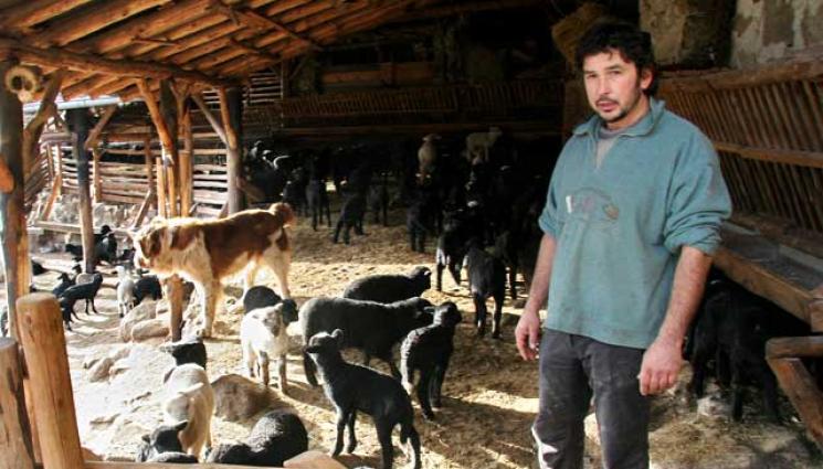 Сидер Седефчев - Агро Телеграф: Художникът фермер Сидер Седефчев: Няма да преместя стадото от Влахи