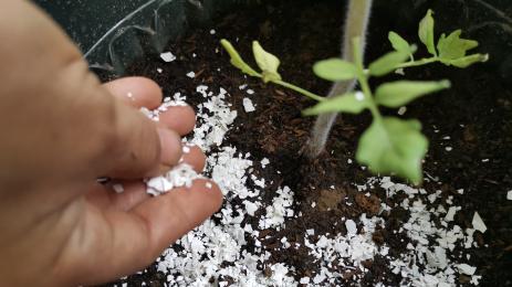 черупки яйца почва