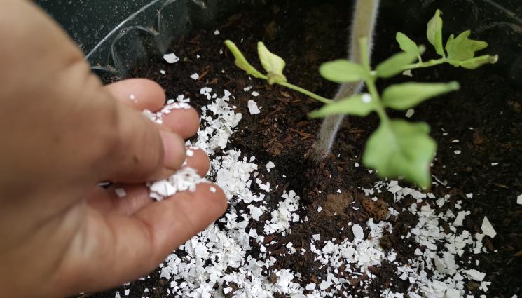 черупки яйца почва - Агро Телеграф: Яйчените черупки подобряват почвата