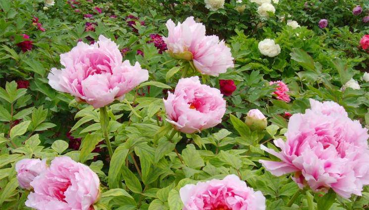 божури - Агро Телеграф: Разделяме божурите през кадифения сезон