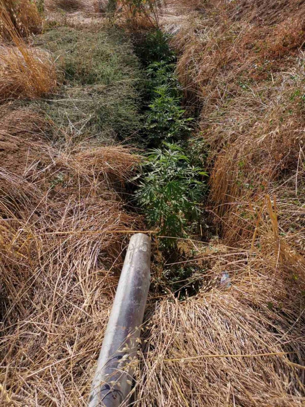  коноп марихуана 