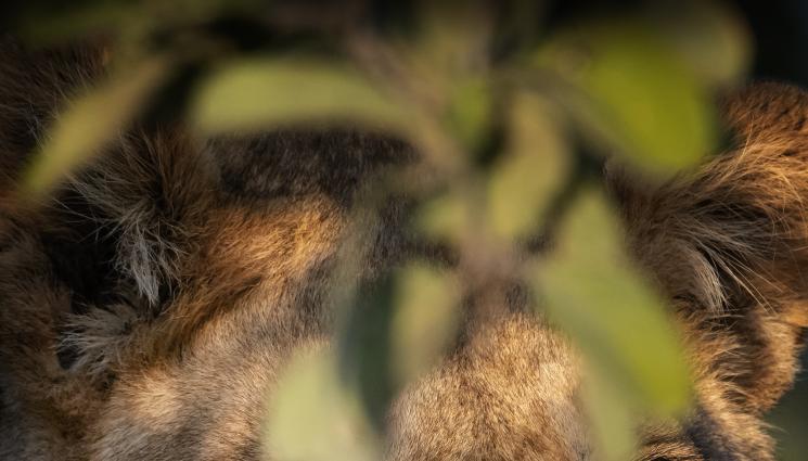 лъвица - Гръмнаха лъвица-беглец