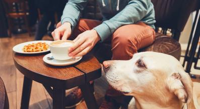 куче кофеин