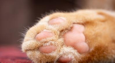 котешки лапи