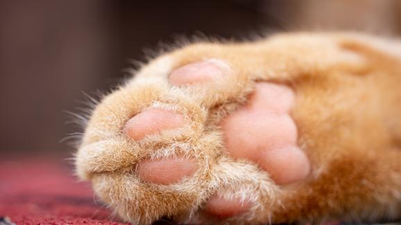 4 причини, поради които лапите на котките се белят