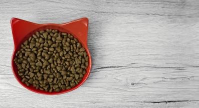 котка се храни