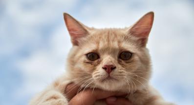 белег на котка