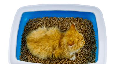 котешка постелка за тоалетна