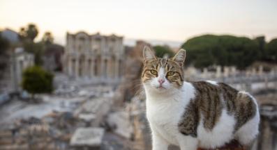 котка и забележителности