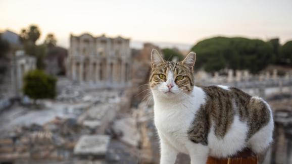 Знае ли се коя е била първата порода котка в света?