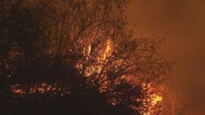 Пожар между бургаските села Миролюбово и Дрянковец са гасили снощи