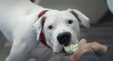 дого аржентино