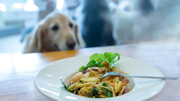 Вариант ли е кето диетата за кучетата