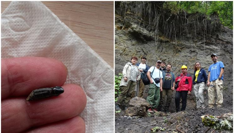 откритие - ОТКРИТИЕ НА 83 МЛН. ГОДИНИ:: Зъб на динозавър намериха край Трън