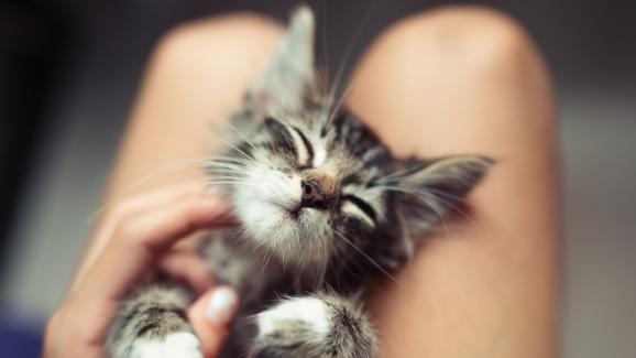 5 вероятни причини котката да не иска да ви остави на спокойствие
