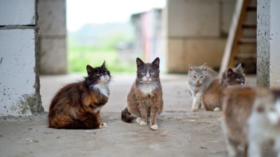 Колко често уличните котки местят котенцата си от едно място на друго