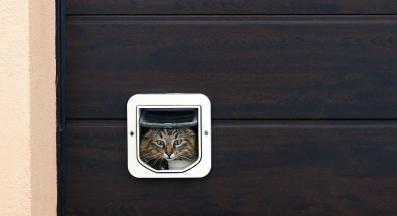 котка преминава през котешка вратичка