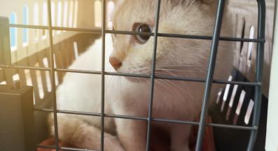 котка в транспортна чанта