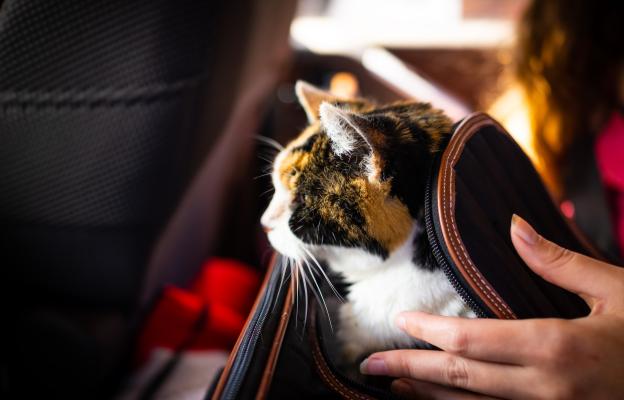 котка в транспортна чанта