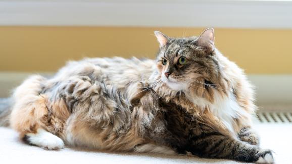 8 породи котки, склонни към артрит
