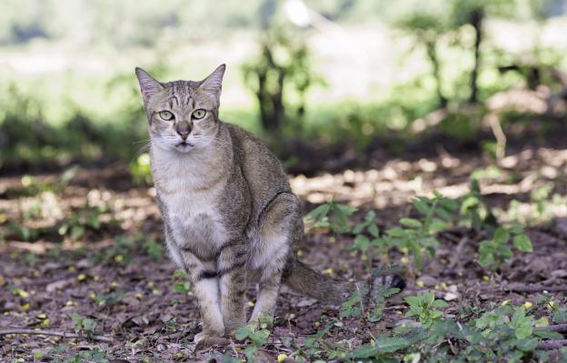 котка използва тоалетна навън