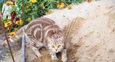 котка използва тоалетна навън