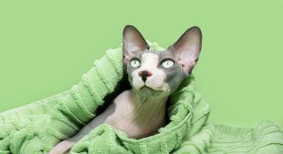 котка Сфинкс