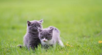 малки котенца