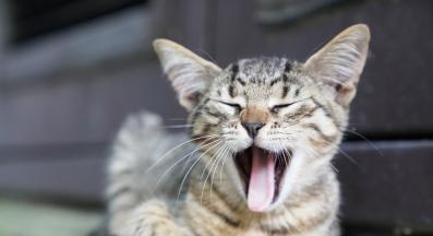 котка у дома