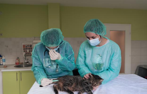 котка при ветеринарен лекар