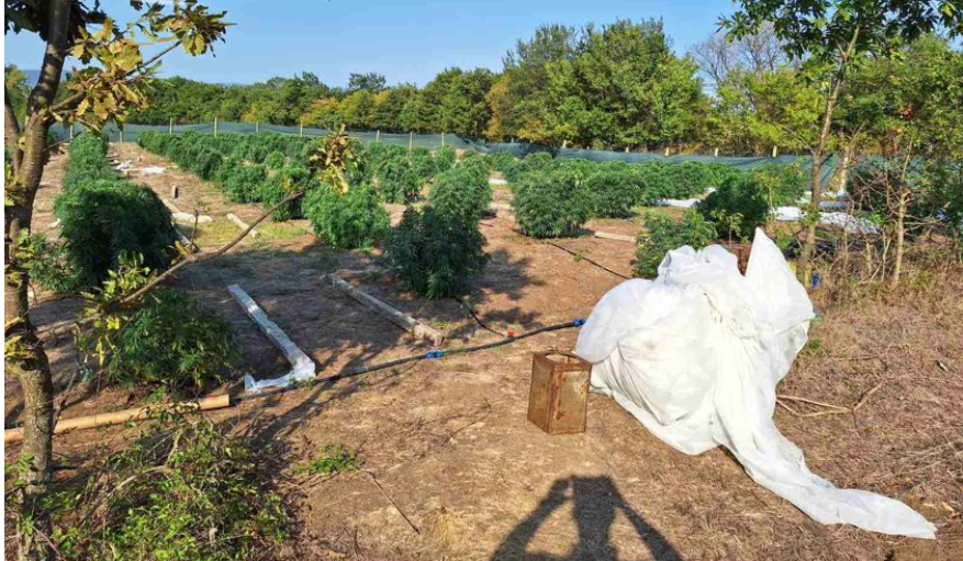 нива с трева