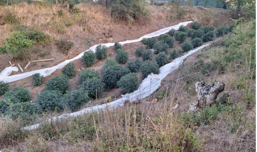 нива с трева