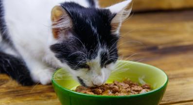 котка се храни