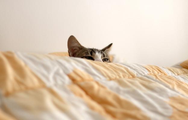 котка в легло