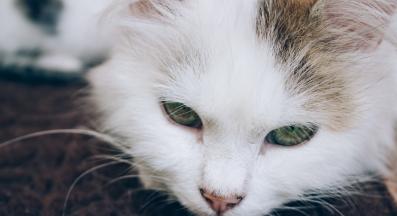 котка в близък план