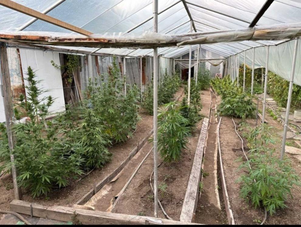 Откриха наркооранжерия в Старозагорско след спецакция, съобщиха от МВР. МВРМВР