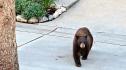 Жители на щата Върмонт намериха мечка да се люлее в хамака им (ВИДЕО)