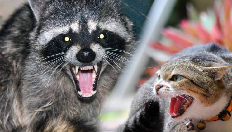 енот котка - УДАРИХА ГО НА КАНИБАЛИЗЪМ: Пияни еноти ядат домашни любимци!