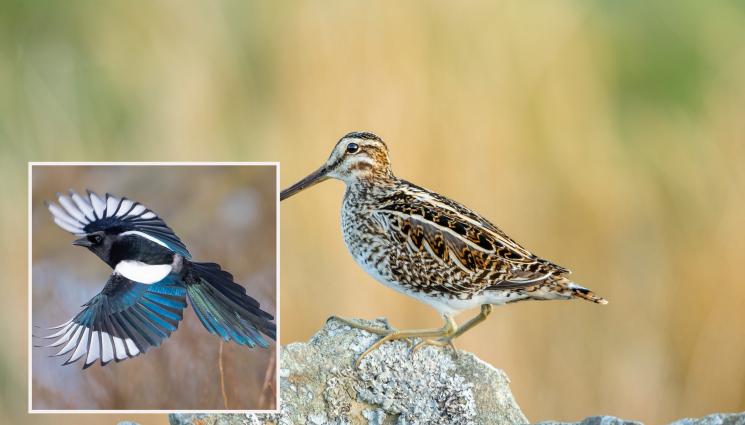 птица - Бекасът е лов за отличници