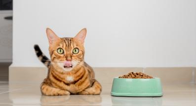 котка се храни