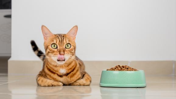 Как да разберем дали котката е алергична към определена храна