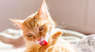 котка се мие