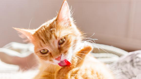 6 причини, поради които котката не мие козината си